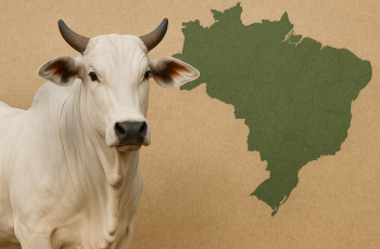 Arroba do boi gordo encerra a semana em queda, com preços em São Paulo a R$ 326,30 11 Preço da arroba do boi gordo segue em queda