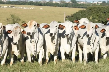 Boi gordo no Tocantins encerra a semana cotado a R$ 320,50 por arroba à vista no Sul e R$ 319,50 no Norte 11 Quinta do Agro: boi gordo chega a R$ 324/@ no TO Sul e novilha bate R$ 313/@ no Norte