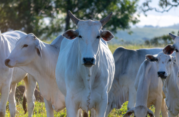 Boi gordo encerra em R$ 330 a arroba, enquanto vaca recua para R$ 307 a arroba 5 Mercado do boi gordo tem poucos negócios e cotações pressionadas