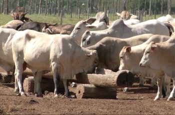 Preços da arroba do boi em São Paulo se aproximam dos estados produtores – Noticias R7