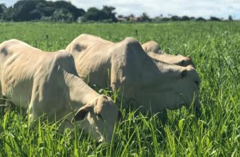 Mercado do boi gordo enfrenta desafios e preços acima da média