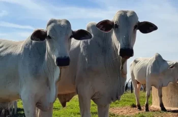 Arroba do boi gordo recua para R$ 325,50 em Campo Grande e R$ 326,50 em Dourados, mantendo-se em R$ 326,50 em Três Lagoas 7 Arroba do boi gordo tem queda em Dourados e na Capital -