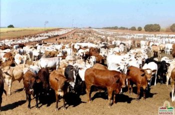 Boi China encerra em Mato Grosso do Sul a R$ 340,00, mantendo o valor, enquanto preços caem em SP, MG, MT, GO e PR. 10 Arroba do boi e da vaca gorda tem queda em Três Lagoas -