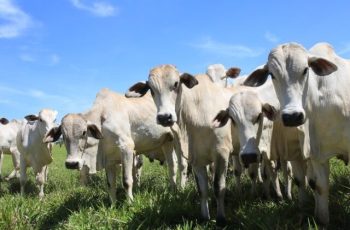 Arroba do boi gordo encerra em R$ 323,50, com queda de 3,3% na semana em Campo Grande-MS 6 Arroba do boi e da vaca gorda tem queda na região sul de MS -