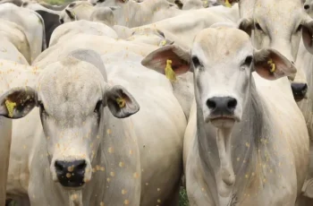 Arroba do boi gordo encerra em R$ 333,00 em Campo Grande, com aumento de R$ 2,00; vaca gorda mantém preço em R$ 312,50. 5 Arroba do boi gordo sobe na Capital -