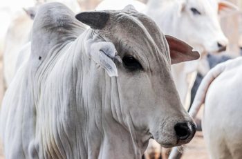 Arroba do boi gordo fecha em queda a R$ 292,00 no Acre nesta terça-feira (30) 11 Preço da arroba do boi gordo fecha em queda no Acre
