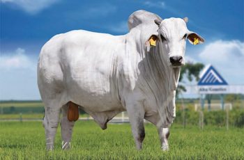 Arroba do boi gordo encerra em Campo Grande a R$ 328,50, com aumento de R$ 2,00; vaca gorda mantém valor em R$ 306,50 4 Arroba da vaca gorda aumenta em Três Lagoas e Dourados e boi gordo aumenta na Capital -