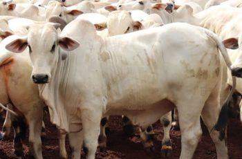 Arroba do boi gordo recua para R$ 328,50 em Campo Grande e Dourados, enquanto vaca gorda se mantém estável a R$ 306,50 1 Arroba do boi gordo cai em MS -