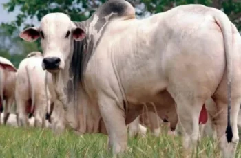 Arroba do boi gordo encerra estável em Campo Grande e Dourados a R$ 331,00; aumento de R$ 3,00 em Três Lagoas a R$ 329,50 2 Arroba do boi e da vaca gorda tem aumento no Bolsão -