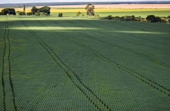 Produção de gergelim em Mato Grosso cresce 465% entre 2018/19 e 2025/26, segundo Pensar Agro 7 Agro atinge PIB recorde de R$ 279 bilhões e 24% da economia estadual