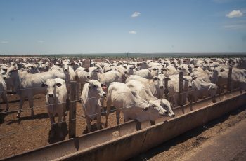 Boi gordo recua 3% e fecha a R$ 326,65 8 Preços do boi gordo devem cair para níveis baixos em julho