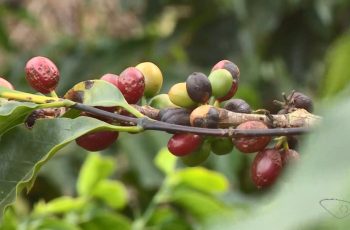Café conilon sobe quase 20% na Bolsa de Londres em meio a preocupações com quebra de safra no Espírito Santo devido ao El Niño. 1 Impacto do super El Niño preocupa produtores de café no ES: preços podem subir.