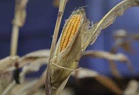 Milho futuro na CBOT encerra com alta, julho/26 a US$ 4,12, setembro/26 a US$ 4,16 e dezembro/26 a US$ 4,36. 3 Milho sobe 2,6% em Chicago após relatório do USDA desta terça-feira, mas...