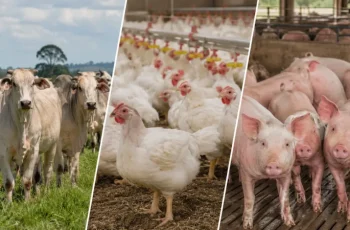Arroba do boi gordo recua 1,03% e é cotada a R$ 326,45 no mercado paulista 2 Boi gordo recua 1,03% e arroba é negociada a R$ 326,45