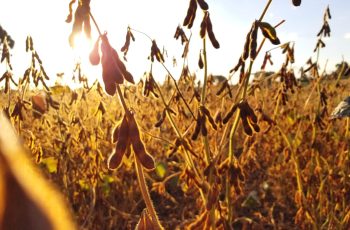 Soja encerra em baixa a US$ 11,93 1/4 por bushel após correção no mercado 5 PLATAFORMA SAFRAS