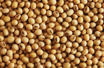 Soja encerra a semana estável na Bolsa de Chicago, com preços variando entre US$ 11,99 e US$ 12,14 por bushel. 8 Soja sobe em Chicago nesta 6ª feira com óleo avançando quase 3%; preços no...