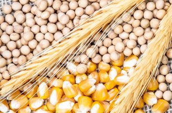 Soja fecha em alta de 0,46%, cotada a US$ 11,97 por bushel, impulsionada por demanda da China e deterioração das lavouras nos EUA 11 Destaque Todas Páginas