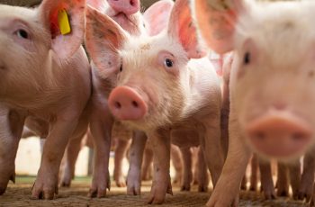 Carne suína registra recuo de R$ 1,58 por quilo em comparação ao frango resfriado em julho 11 Band