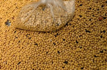 Soja encerra em queda a US$ 11,92 por bushel, recuando 0,46% na Bolsa de Chicago 6 Soja recua em Chicago com melhora do clima nos Estados Unidos