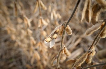 Soja recua 0,29% e fecha a US$ 12,22 por bushel na Bolsa de Chicago 3 Soja recua em Chicago com mercado atento ao clima nos EUA
