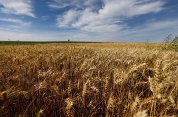 Soja avança 0,78% e fecha a US$ 12,53 por bushel na Bolsa de Chicago 7 Soja sobe, milho fecha estável e trigo recua em Chicago
