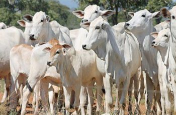Boi gordo encerra em Dourados a R$ 329,50 com aumento de R$ 3,00; vaca gorda a R$ 309,50 também com aumento de R$ 3,00 6 Arroba do boi e da vaca gorda teve aumento em Dourados -