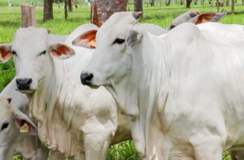 Arroba do boi gordo avança para R$ 336,00 em Campo Grande e R$ 338,00 em Dourados; vaca gorda também registra aumento em ambos os locais. 11 Arroba do boi e da vaca gorda sobe em Campo Grande -