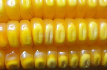 Milho encerra em Chicago a US$ 4,35 por bushel, com recomendações de vendas graduais. 8 Mercado de milho demanda cautela com preços em fase de correção