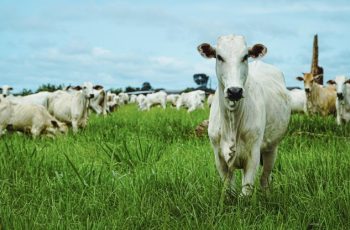 Vaca gorda fecha em alta de 0,94%, cotada a R$ 308,82/@ 10 Cotação do boi gordo e vaca sobem em Mato Grosso | Juína News