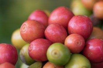 Café arábica encerra em alta de 4,5%, cotado a 337 cents por libra-peso na Bolsa de Nova Iorque 3 Café dispara em NY nesta 2ª feira, com com estoques baixos e risco climático ainda no radar