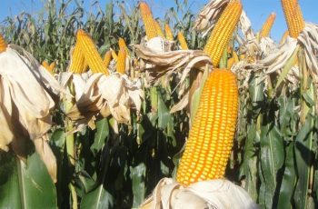 Milho na B3: contrato de setembro encerra em R$ 69,20, com queda de R$ 0,58 no dia. 12 Mercado de milho fecha em baixa, mas mantém ganhos mensais