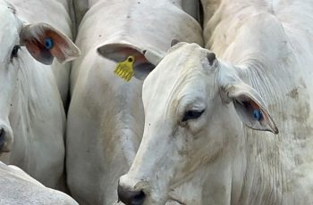 Divergência nos mercados: preços da arroba do boi recuam enquanto carne bovina se mantém estável na Grande São Paulo 2 Preços do boi gordo caem enquanto carne bovina se mantém estável