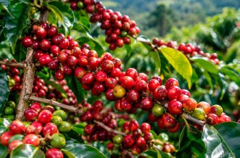 Café Arábica encerra quinta-feira cotado a R$ 1.727,89, com queda de 0,14% no dia 4 TV KZ - Café arábica fecha em leve queda no Cepea; saiba como estão os preços em Minas