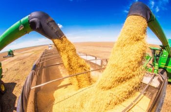 Soja avança na Bolsa de Chicago, com contrato novembro negociado a US$ 12,24 por bushel 6 Soja sobe em Chicago com clima adverso nos EUA e sustenta preços no Brasil