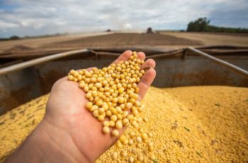 Soja avança em diferentes regiões do Brasil, com preços chegando a R$ 154,63 por saca em Paraná 2 Soja sobe no mercado brasileiro, mas recua em Chicago após sequência de fortes ganhos