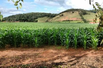 Milho encerra a semana com preço médio de R$ 64,01 por saca, alta de 1,46% em relação à semana anterior 3 Preço do milho sobe no Brasil com produtores retraídos e melhora da paridade de exportação