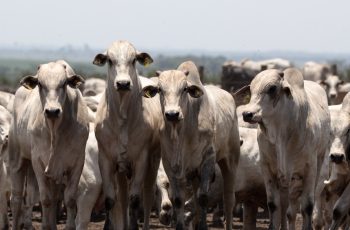 Boi gordo recua R$ 2 por arroba em São Paulo e R$ 5 em Minas Gerais, enquanto sobe 3,31% em Mato Grosso 4 Boi gordo cai em São Paulo, sobe em Mato Grosso e exportação de carne perde ritmo