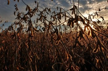 Soja encerra com preço estimado em R$ 134,25 por saca e produção prevista de 9,448 milhões de toneladas na safra 2025/26 4 Cerrado baiano registra avanço na safra 2025/26 com soja e milho