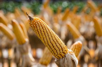 Milho encerra em alta de 1,83%, cotado a US$ 4,7250 por bushel 2 Milho registra alta nos preços na bolsa de Chicago