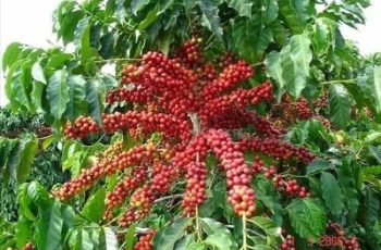 Café arábica avança 1,35% e fecha a US$ 3,080 por libra-peso na Bolsa de Nova York 10 Comilança no Clima e Estoques em Baixa Impulsionam Cotação do Café em Nova York | Cliquef5