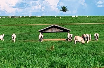 Vaca gorda fecha em R$ 308,82/@, alta de 0,94% na semana 5 Cotação do boi gordo e vaca sobem em Mato Grosso