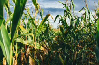 Milho segue em alta no mercado brasileiro, impulsionado por postura retraída dos produtores e preocupações climáticas. 6 Cotação do milho sobe mesmo com expectativa de safra recorde no Brasil