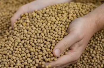 Soja avança 0,38% e encerra a R$ 141,69 por saca no Paraná; em Paranaguá, alta de 0,80% leva preço a R$ 150,14. 8 Foto: Pure Oil NZ