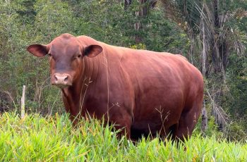 Arroba do boi gordo encerra estável a R$ 340 em Feira de Santana 6 Arroba do boi na região de Feira de Santana segue em R$ 340 pela quarta semana consecutiva