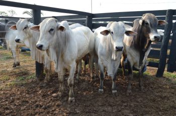 Arroba do boi gordo encerra entre R$ 325 e R$ 350 em Rondônia e São Paulo 6 Mercado do boi gordo mantém estabilidade com baixa oferta