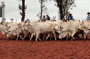 Boi gordo encerra a semana com quedas: São Paulo a R$ 340, Goiânia a R$ 330, Uberaba a R$ 335, Dourados a R$ 340, Cuiabá a R$ 335 e Vilhena a R$ 333. 6 Cotações do boi gordo caem com isenção de carnes nos EUA