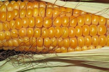 Milho encerra a semana cotado entre 480 e 485 centavos de dólar por bushel, com mercado firme e recomendações de vendas escalonadas. 9 Estratégia de milho deve focar em proteção de margens e vendas escalonadas
