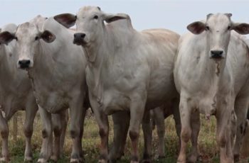 Arroba do boi gordo encerra em R$ 338,00 em Campo Grande e aumenta para R$ 339,00 em Dourados e R$ 333,50 em Três Lagoas 11 Arroba do boi gordo aumenta em Três Lagoas e Dourados -