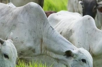 Boi gordo encerra cotado a R$ 348 a arroba em Araçatuba e Barretos; novilha sobe para R$ 335 5 Preço do boi gordo encerra julho ‘atípico’ com alta no fim do mês