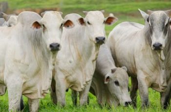 Arroba do boi gordo encerra em Campo Grande a R$ 338,00, Dourados a R$ 339,00 e Três Lagoas a R$ 336,50; vaca gorda tem aumento em Dourados e Três Lagoas. 3 Arroba do boi e da vaca gorda aumenta em Três Lagoas -
